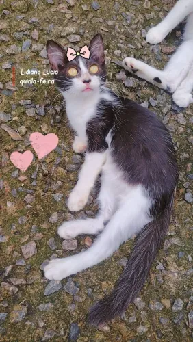 Gatinhas