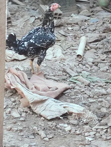 Vendo galinha caipira e ovo 