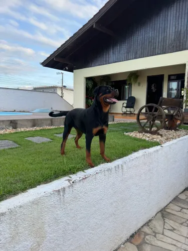 Rotweiller fêmea