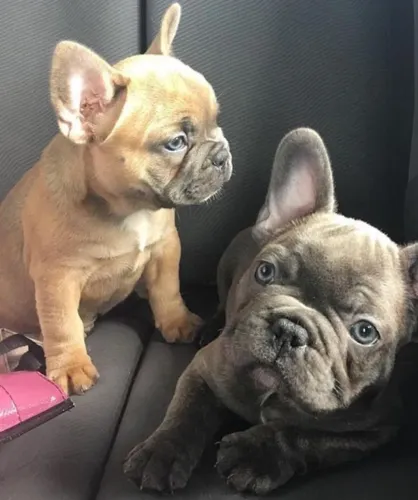 Bulldogue Francês - O Presente Que Cria Memórias Para A Vida Toda