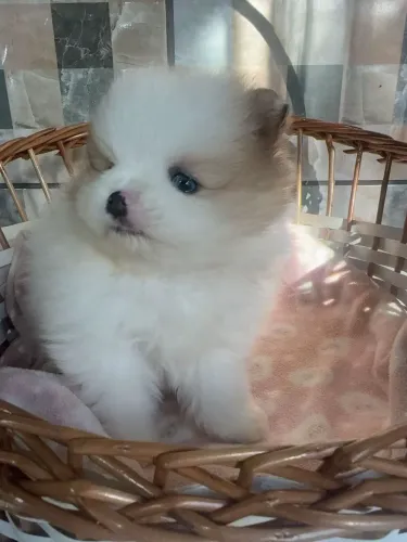 Lulu da Pomerania