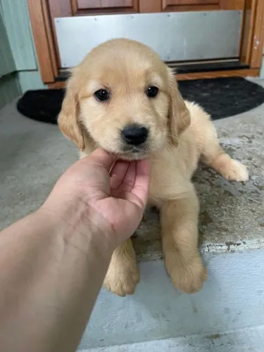 Golden retriever amoroso