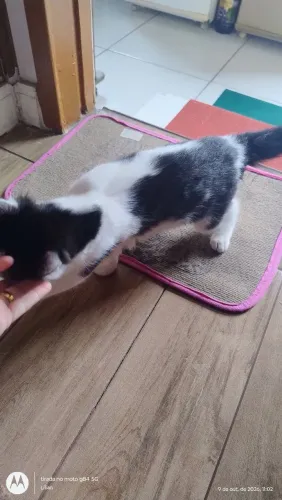 Doação de gata filhote