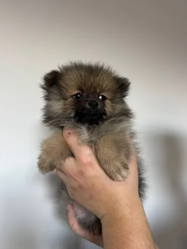 lulu da pomerânia