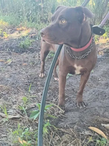 vendo cachorra Pit Bull grávida bem mansinha 