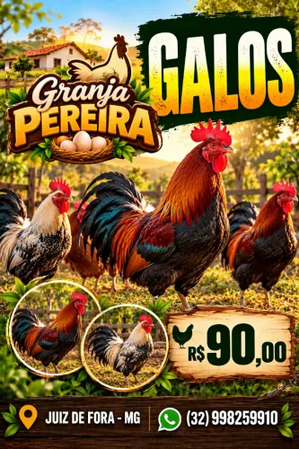 Galos