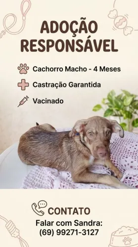 Lindo cachorrinho disponível pra doação responsável.