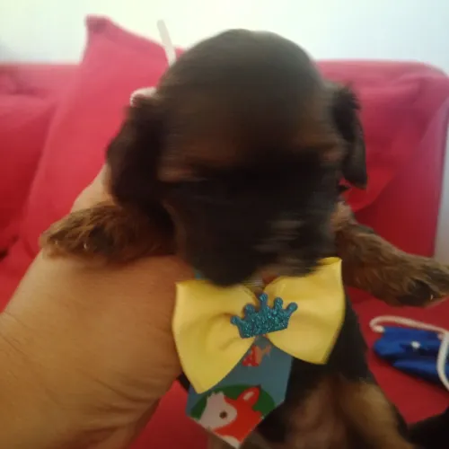 Vendo machinhos de Shih-Poo 