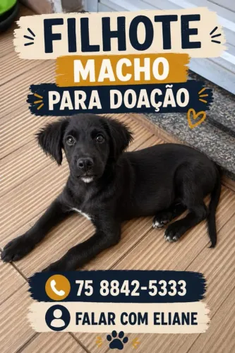 Cachorrinho para adoção