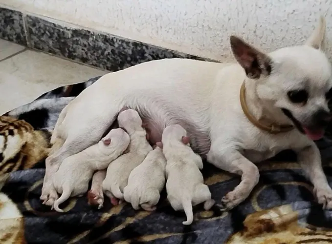 Chihuahua com pedigree para reserva