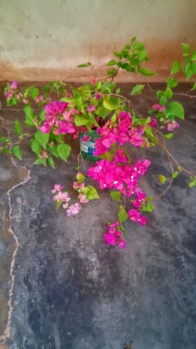 Primavera cor de rosa