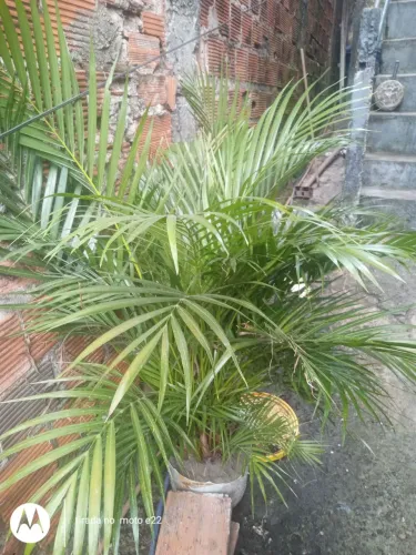 Palmeira 