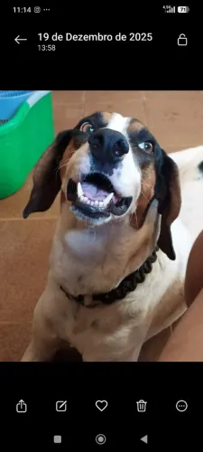 Doa-se Foxhound americano