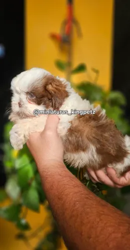 Shih-tzu alto padrão