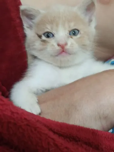 Vendo filhote de gato persa com angora