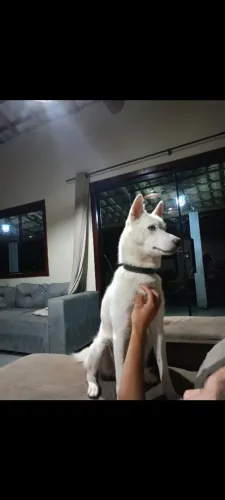 Doa-se cachorro fêmea raça akita