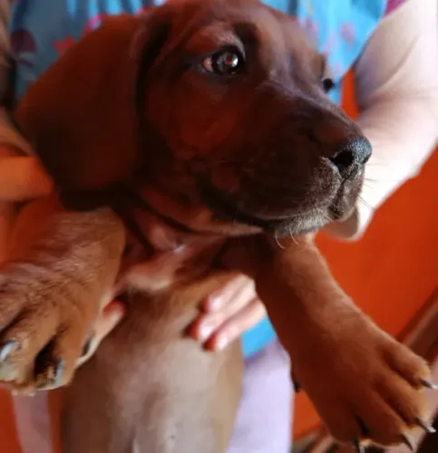 Basset dachshund Macho filhote