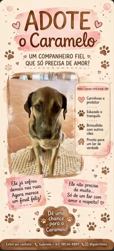 Cachorro porte grande e carinhoso