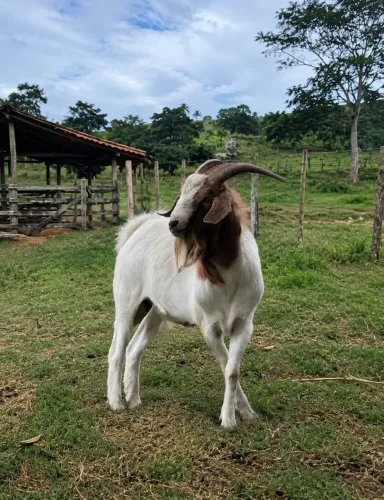 Boêr macho