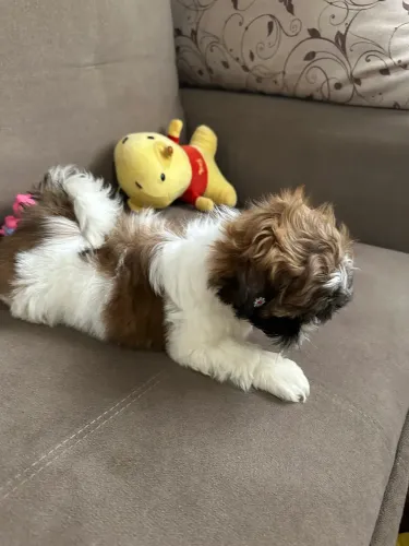 Mini shih tzu fêmea 