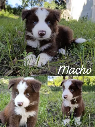 Filhotes de Border Collie para pronta entrega 