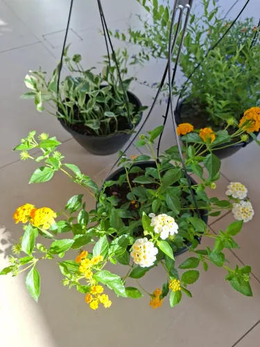 Planta, flor, terra, cacto