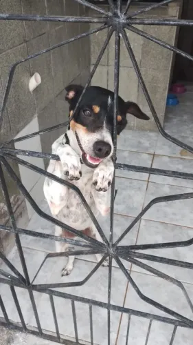 Doação urgente cadelinha muito linda