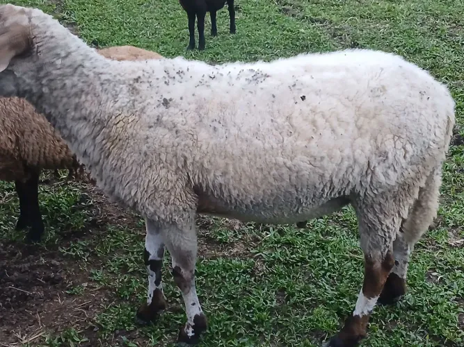 Ovelha