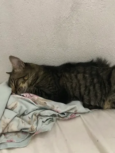 Gatinho macho pra adoção