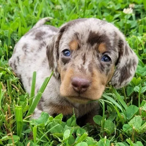 Dachshund saudável e pronto pra ir pra casa 