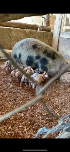 Mini porco Agro Ponder 