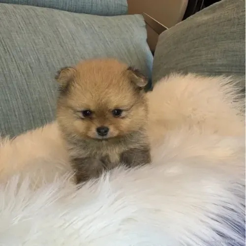 Cãozinho companheiro e alegre Spitz Alemão/ Lulu da Pomerânia/ anão/ anãozinho