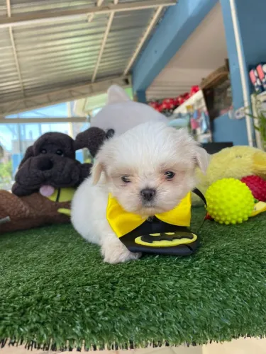 Filhote de shihtzu macho Branco 