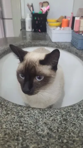 Doando uma gata de um ano de vida