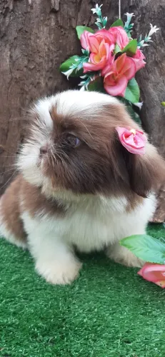 Linda BABY SHIH-TZU de OLHOS VERDES pelagem figado e fucinho marrom. 