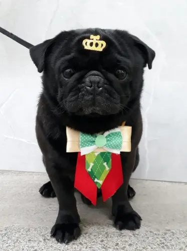 Pug macho Adulto