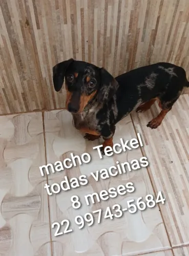 Macho teckel jovem