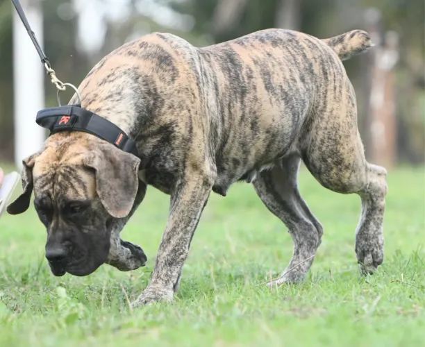 CADELA JOVEM DE BOERBOEL TIGRADA