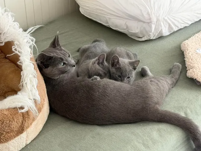 Russian blue