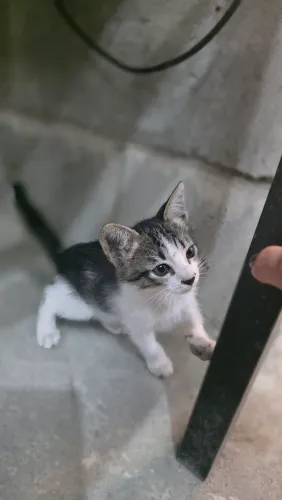Gato para doação