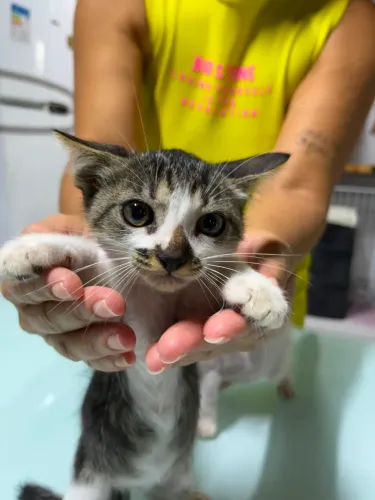 Gatinhos para adoção