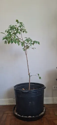 Árvore Ficus benjamina variegata