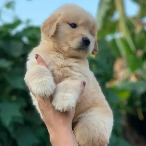 Filhotes de Golden Retriever | Carinho que encanta.
