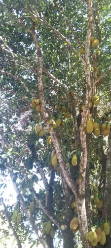 Sítio à Venda - Natureza, Frutas e Tranquilidade