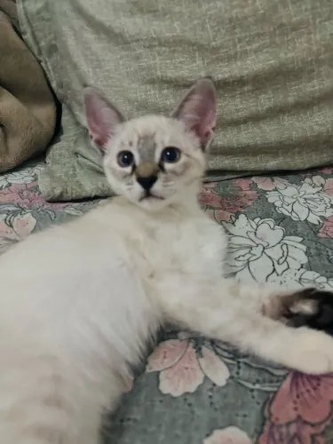 Doação de uma gatinha