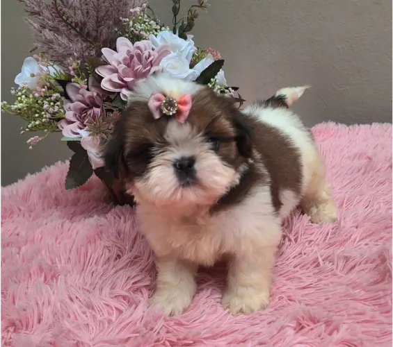 Mini shitzu 