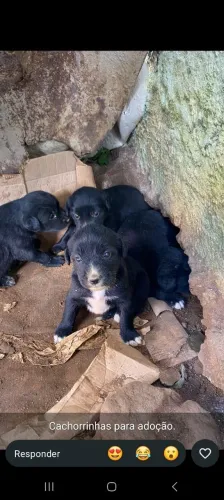 Lindas filhotes pra adoção