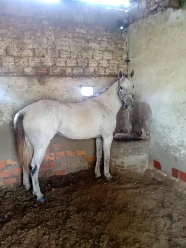 Égua quarto de milha 