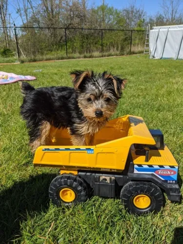 Yorkshire O pet perfeito para quem busca um grande amigo