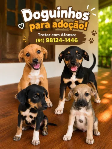 Doguinhos pra adoção!
